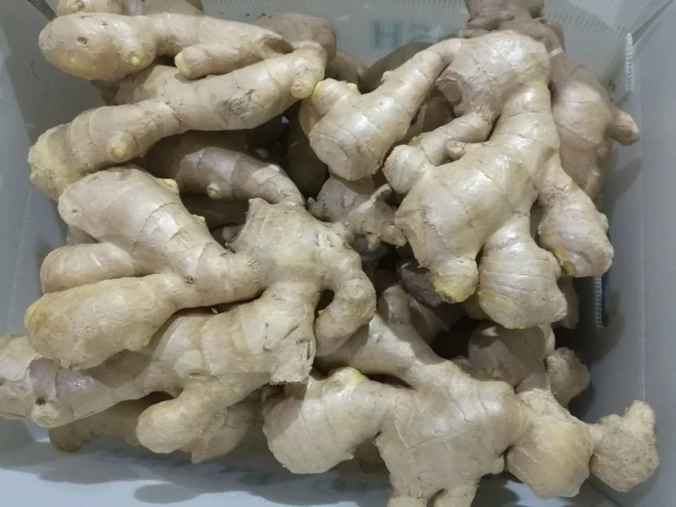 Chinese Selected Air Dried Ginger with Good Quality