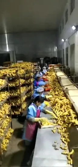 High Quality Wholesale Cheap Price New Crop Fresh Ginger Organic Ginger Fresh Ginger Fresh Vegetable Conventional Ginger