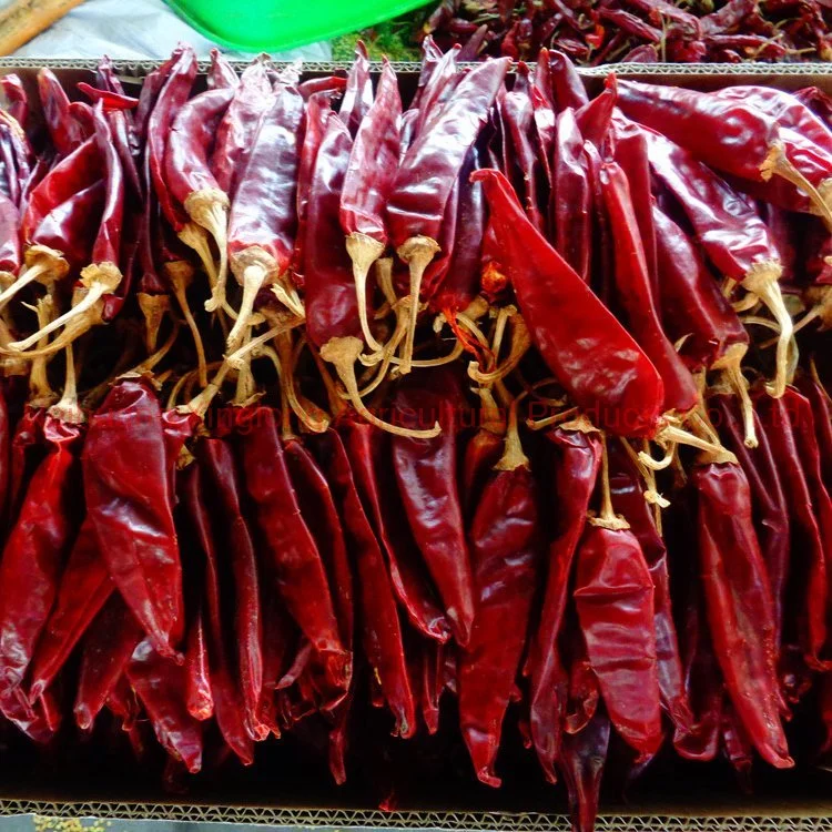 Chinese Chilli Factory/Yidu Chilli/Sweet Paprika Chilli/Dried Jinta Chili/Puya Chili/Mexico Guajillo Chili