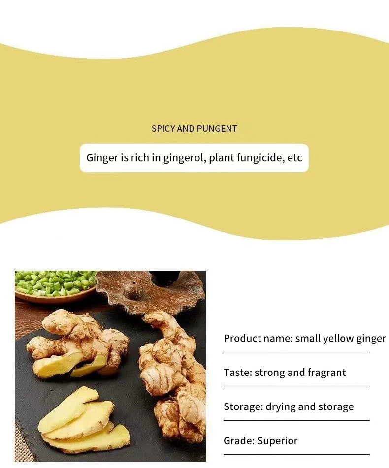 100% Natural High Quality Pure New Crop Fresh Ginger for Sale - Ginger Root Superior Quality Organic Ginger Fresh Ginger Conventional Ginger