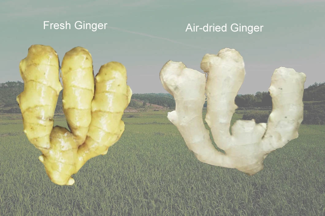 China Fresh/Air Dried Ginger