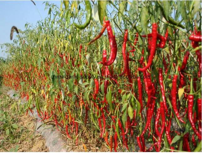 Paprika Powder, Asta60-Asta220, Supply According Your Needs