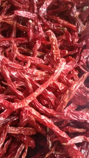 Peperoncino di canapa, pepe rosso cinese di Sichuan essiccato, spezie, cenere spinosa